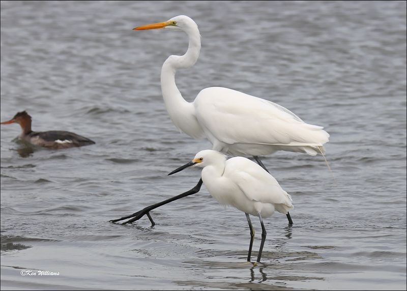 Snowy & Great Egrets, S. Padre Island, TX, 1-13-2024_2303Dz.jpg