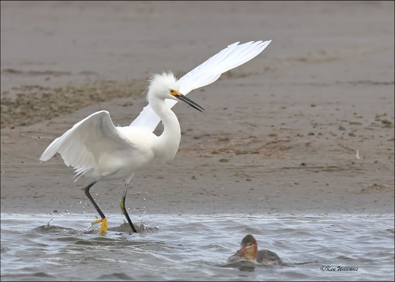 Snowy Egret, S. Padre Island, TX, 1-13-2024_2112Dz.jpg