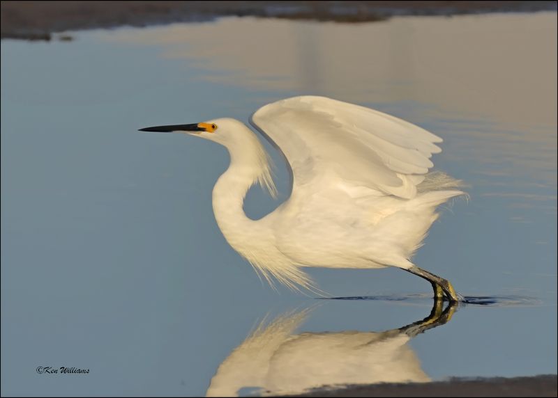 Snowy Egret, S. Padre Island, TX, 1-14-2024_7256Dz.jpg