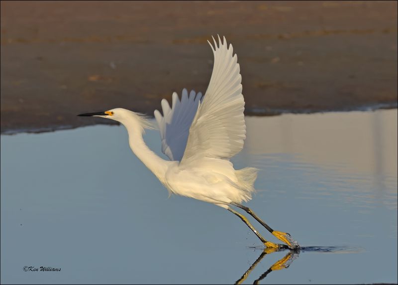 Snowy Egret, S. Padre Island, TX, 1-14-2024_7257Dz.jpg