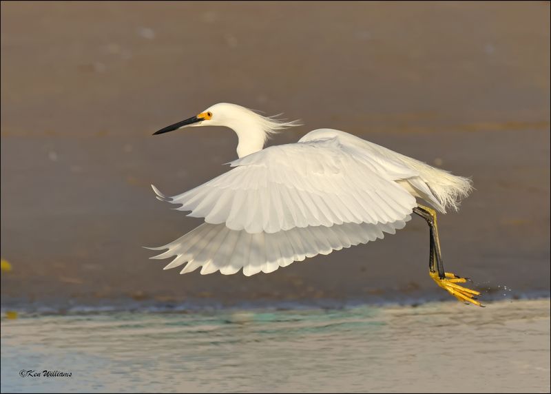 Snowy Egret, S. Padre Island, TX, 1-14-2024_7262Dz.jpg