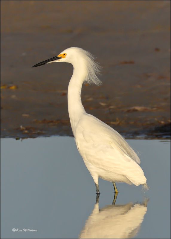 Snowy Egret, S. Padre Island, TX, 1-14-202_7290Dz.jpg