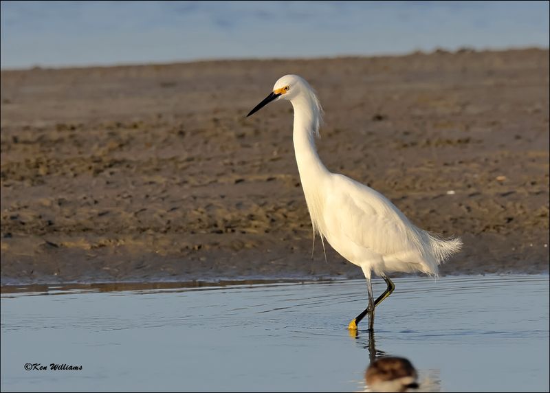 Snowy Egret, S. Padre Island, TX, 1-14-202_7512Dz.jpg