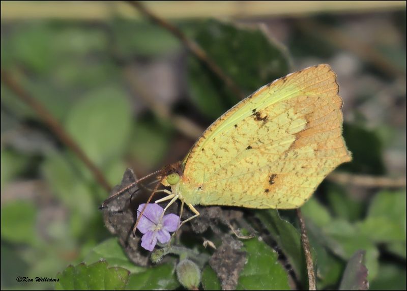 Sulphurs