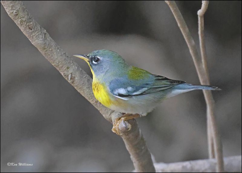 Northern Parula, Resaca de la Palma SP, TX, 1-14-2024_8223Dz.jpg