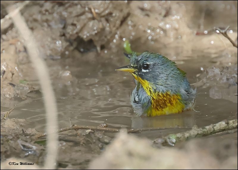  Northern Parula, Resaca de la Palma SP, TX, 1-14-2024_8293Dz.jpg