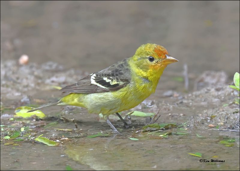 Western Tanager immature male, Resaca de la Palma SP, TX, Brownsville, 1-11-2024_0169Dz.jpg