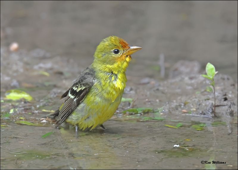 Western Tanager immature male, Resaca de la Palma SP, TX, Brownsville, 1-11-2024_0183Dz.jpg