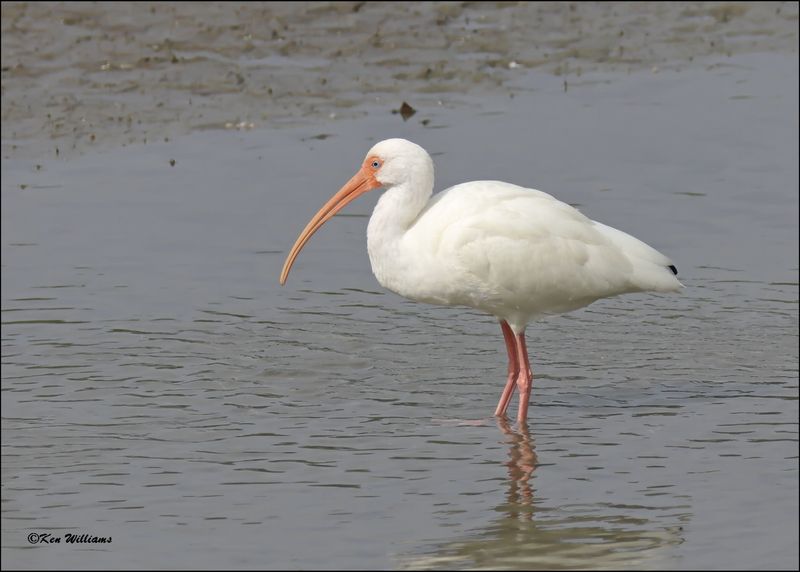 White Ibis, S. Padre Island, TX, 1-13-2024_4269Dz.jpg