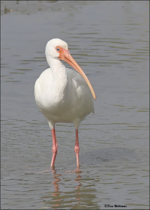 White Ibis, S. Padre Island, TX, 1-13-2024_4340Dz.jpg