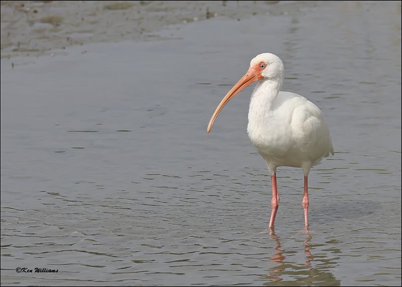 White Ibis, S. Padre Island, TX, 1-13-2024_4350Dz.jpg