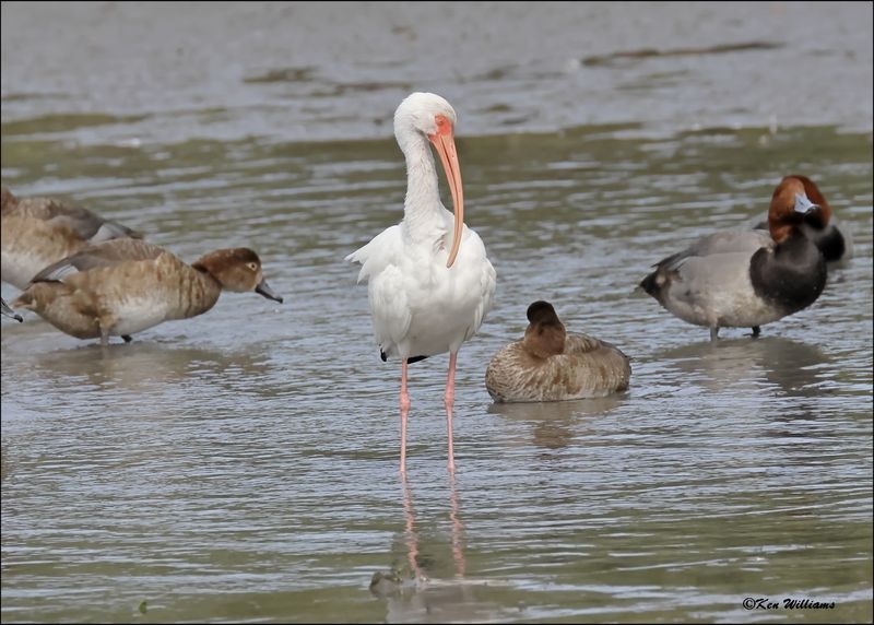 White Ibis, S. Padre Island, TX, 1-13-2024_4941Dz.jpg
