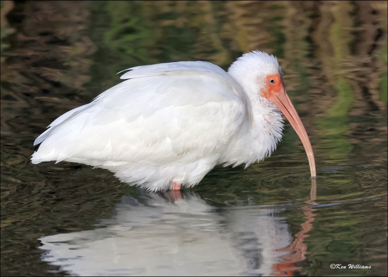 White Ibis, S. Padre Island, TX, 1-13-2024_5915Dz.jpg