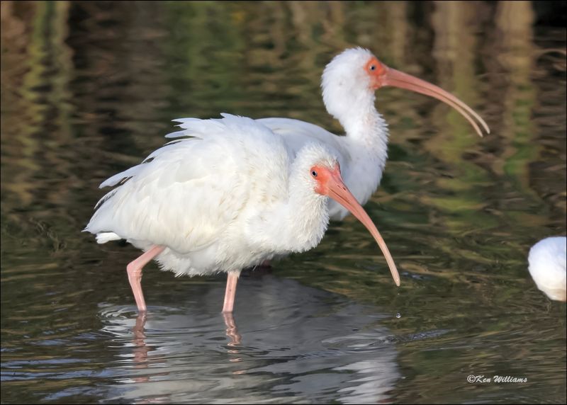 White Ibis, S. Padre Island, TX, 1-13-2024_5926Dz.jpg