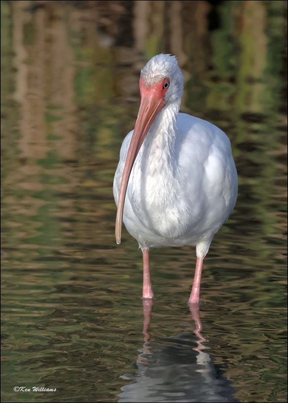 White Ibis, S. Padre Island, TX, 1-13-2024_5933Dz.jpg
