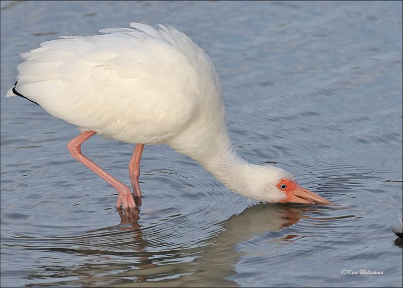 White Ibis, S. Padre Island, TX, 1-13-2024_6010Dz.jpg
