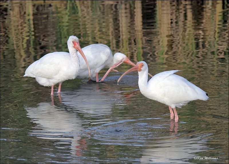 White Ibis, S. Padre Island, TX, 1-13-2024_6030Dz.jpg
