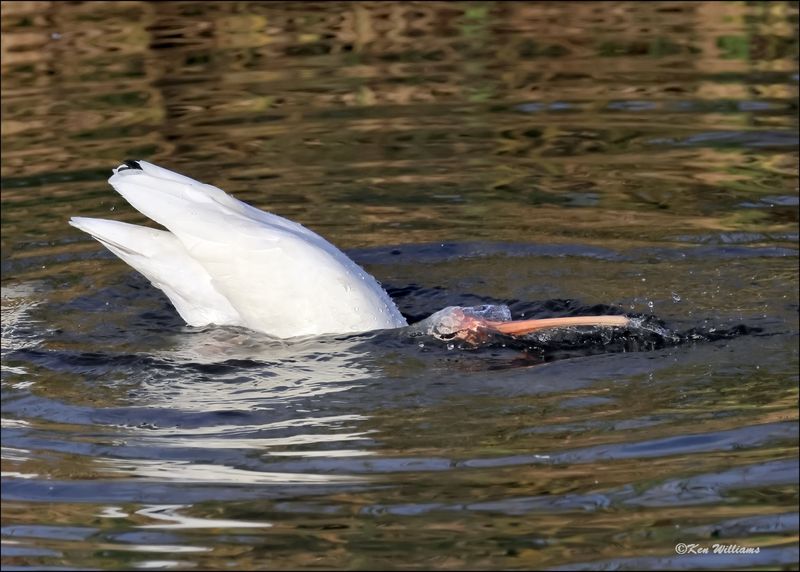 White Ibis, S. Padre Island, TX, 1-13-2024_6095Dz.jpg