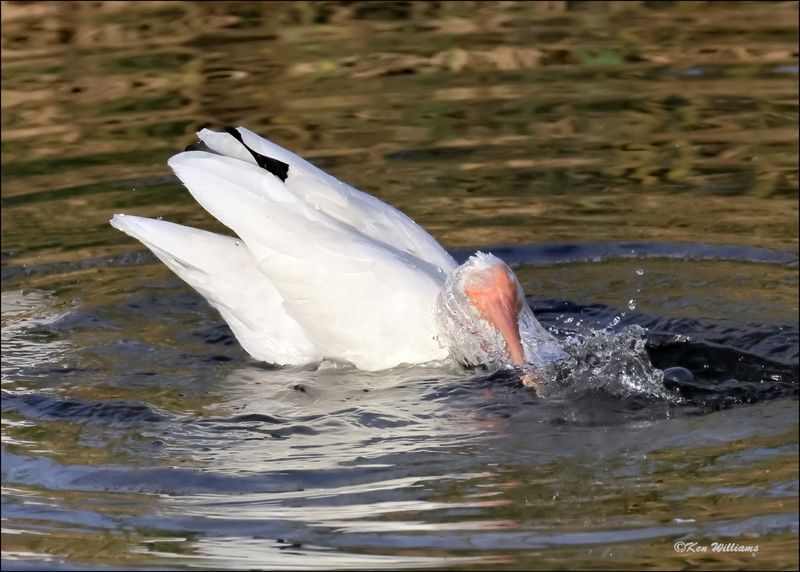White Ibis, S. Padre Island, TX, 1-13-2024_6096Dz.jpg
