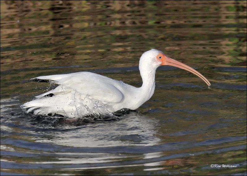 White Ibis, S. Padre Island, TX, 1-13-2024_6102Dz.jpg