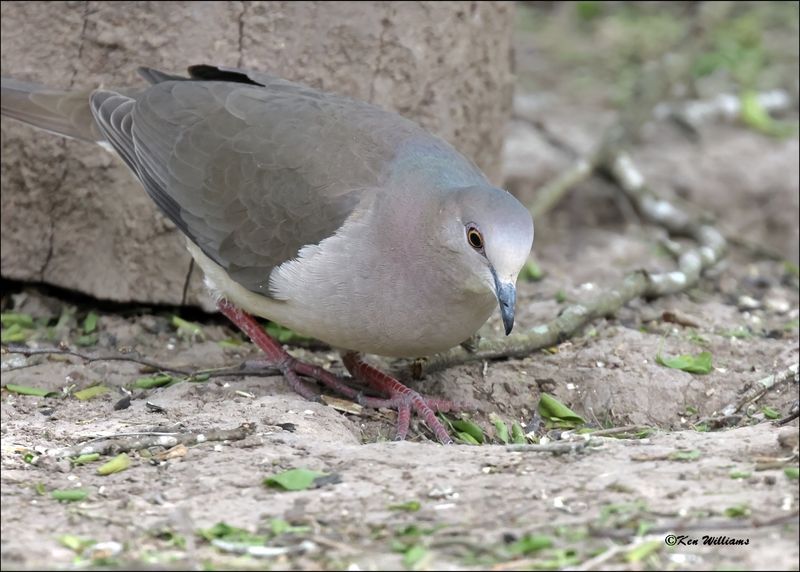 White-tipped Dove Resaca de la Palma SP, TX, 1-10-2024_9935Dz.jpg