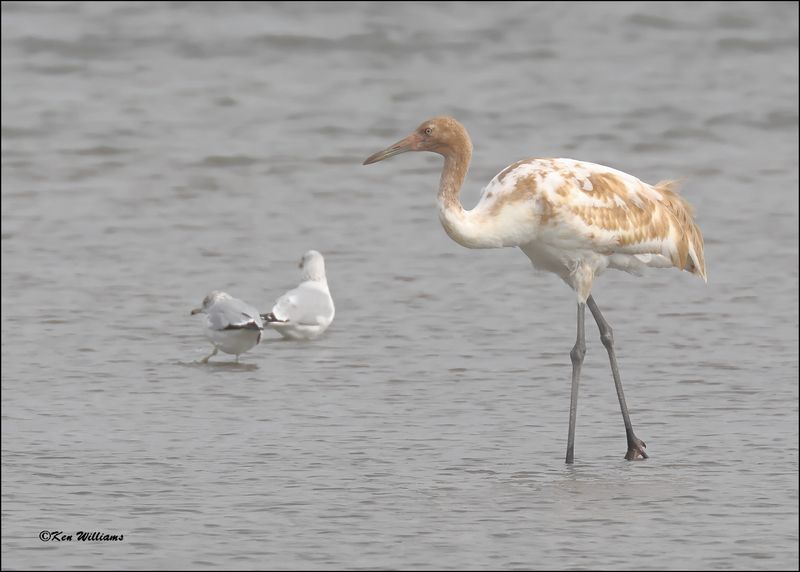 Whooping Crane colt, Goose Island, TX, 1-17-20240610Dz.jpg