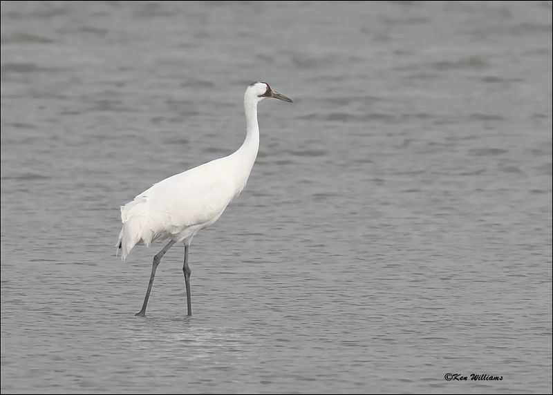 Whooping Crane, Goose Island, TX, 1-17-2024_0628Dz.jpg