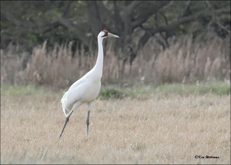 Whooping Crane, Goose Island, TX, 1-17-2024_0828Dz.jpg