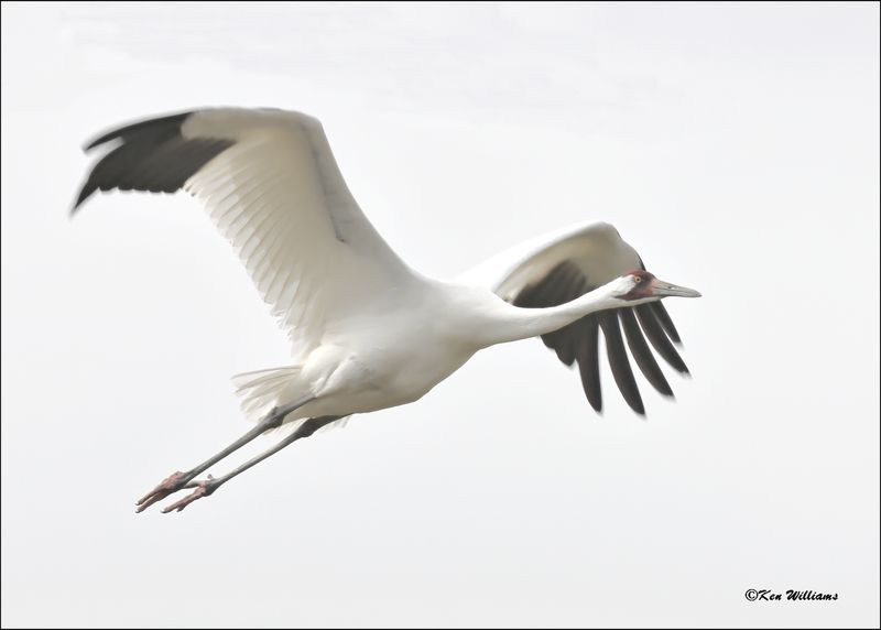 Whooping Crane, Goose Island, TX, 1-17-2024_0928Dz.jpg