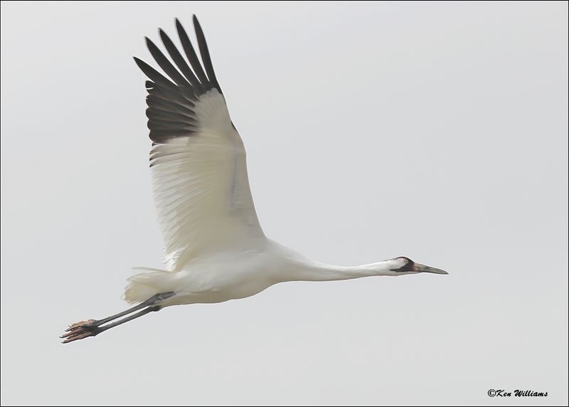 Whooping Crane, Goose Island, TX, 1-17-2024_0938Dz.jpg