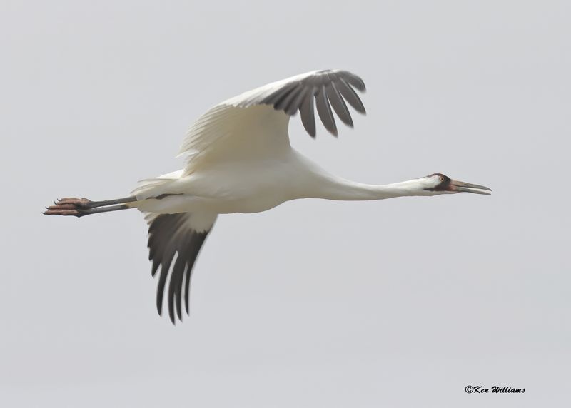 Whooping Crane, Goose Island, TX, 1-17-2024_0944Dz.jpg