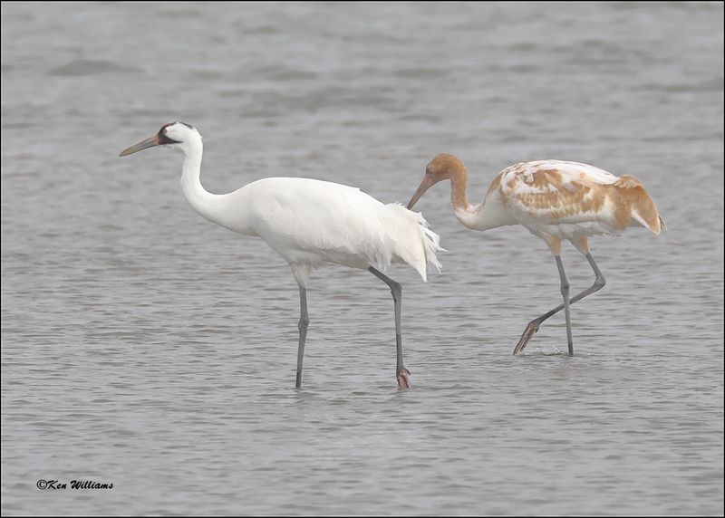 Whooping Cranes, Goose Island, TX, 1-17-2024_0664Dz.jpg