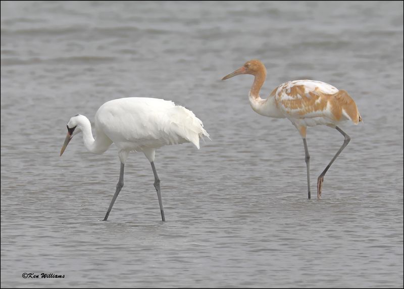 Whooping Cranes, Goose Island, TX, 1-17-2024_0672Dz.jpg