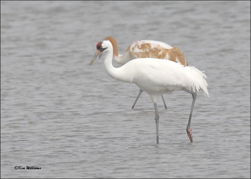 Whooping Cranes, Goose Island, TX, 1-17-2024_0687Dz.jpg