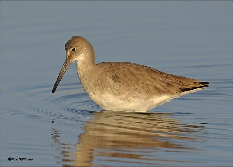 Willet, S. Padre Island, TX, 1-14-2024_7059Dz.jpg