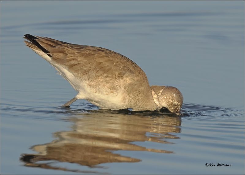 Willet, S. Padre Island, TX, 1-14-2024_7085Dz.jpg