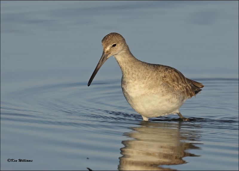 Willet, S. Padre Island, TX, 1-14-2024_7087Dz.jpg