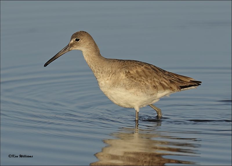 Willet, S. Padre Island, TX, 1-14-2024_7099Dz.jpg