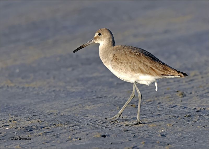 Willet, S. Padre Island, TX, 1-14-2024_7128Dz.jpg