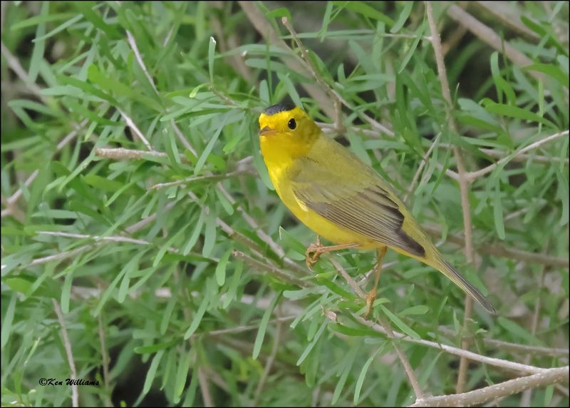 Wilson's Warbler male, Resaca de la Palma SP, TX, Brownsville, 1-11-2024_0321Dz.jpg