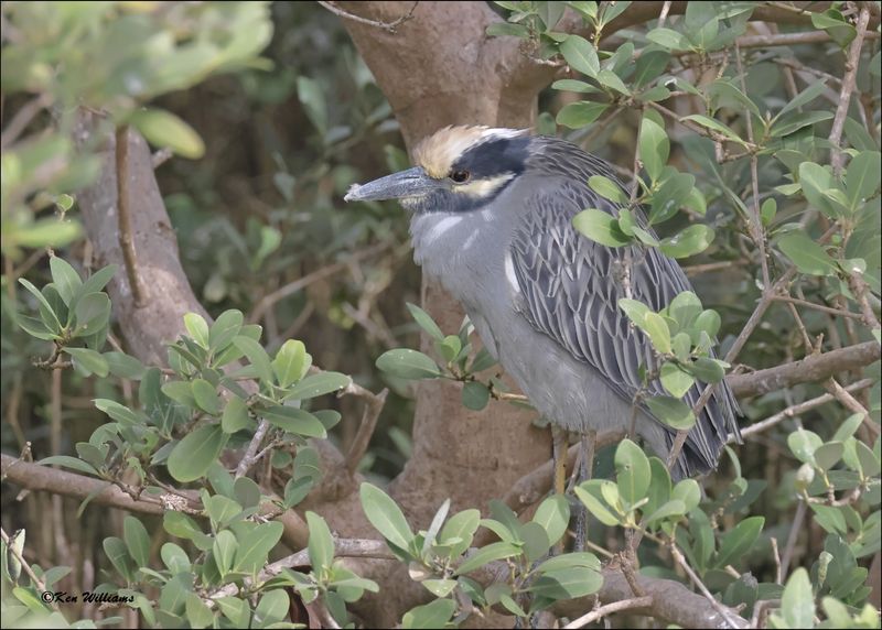 Yellow-crowned Night-Heron, S. Padre Island, TX, 1-13-2024_5107Dz.jpg