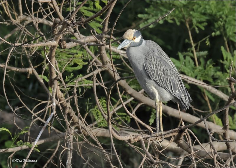 Yellow-crowned Night-Heron, S. Padre Island, TX, 1-13-2024_5482Dz.jpg