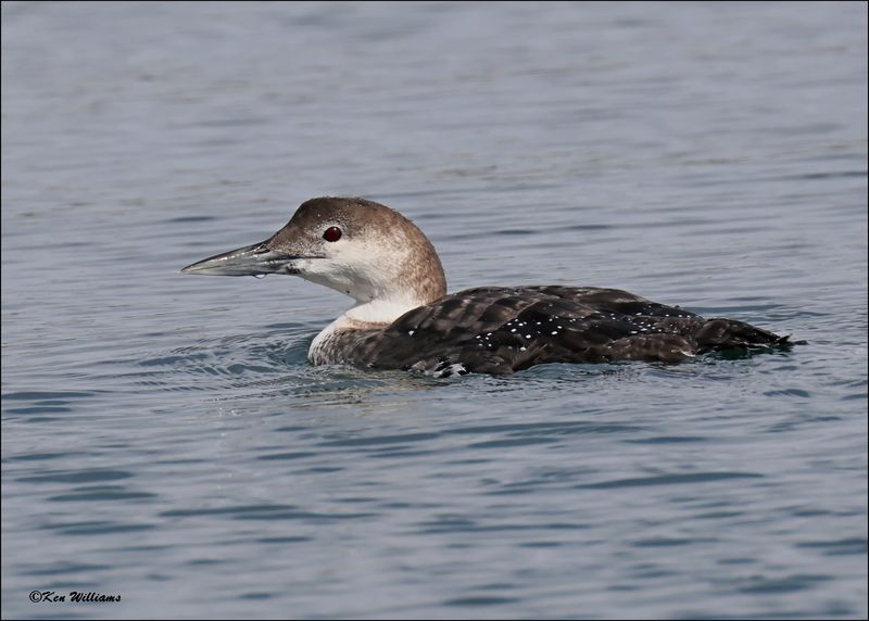 Common Loon, Tenkiller Lake, OK, 2-21-2024_3880Dz.jpg