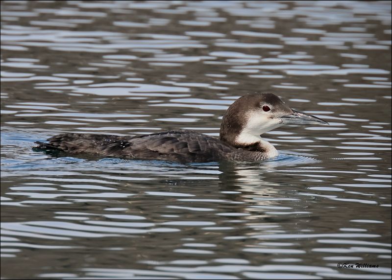 Common Loon, Tenkiller Lake, OK, 2-21-2024_3940Dz.jpg