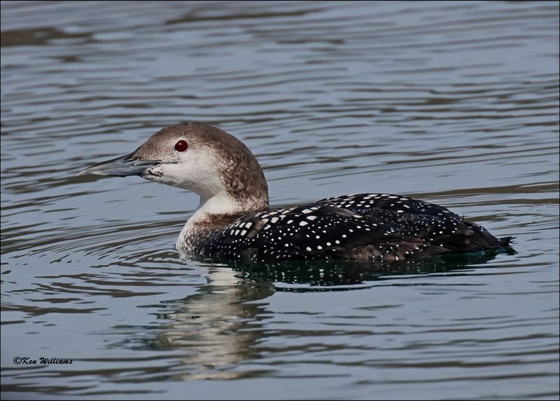 Common Loon, Tenkiller Lake, OK, 2-21-2024_4046Dz.jpg