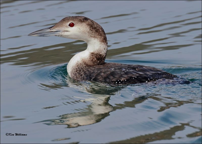 Common Loon, Tenkiller Lake, OK, 2-21-2024_4059Dz.jpg