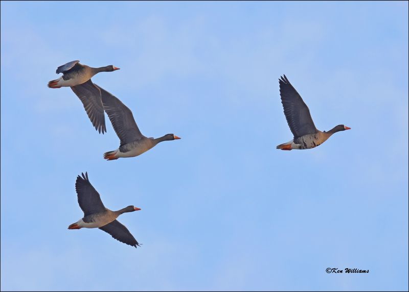 Greater White-fronted Goose, Sequoyah NWR, OK, 2-21-2024_2072Dz.jpg