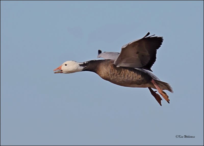 Snow Geese dark morph, Sequoyah NWR, OK, 2-21-2024_3520Dz.jpg