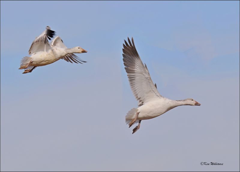 Snow Geese white morph juveniles, Sequoyah NWR, OK, 2-21-2024_3539Dz.jpg