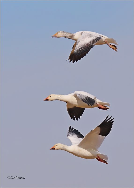 Snow Geese white morph, Sequoyah NWR, OK, 2-21-2024_3491Dz.jpg